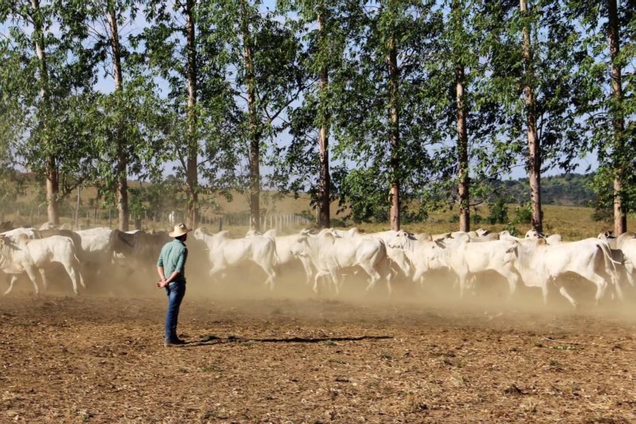 O Pará possui o segundo maior rebanho bovino do País, com 26.754.388 animais. Foto: Divulgação