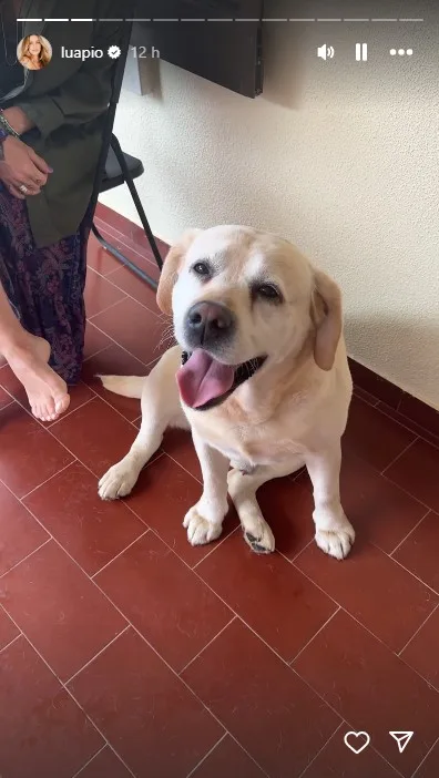 O cachorrinho resgatado ficou de ser identificado pela polícia. Foto: Instagram