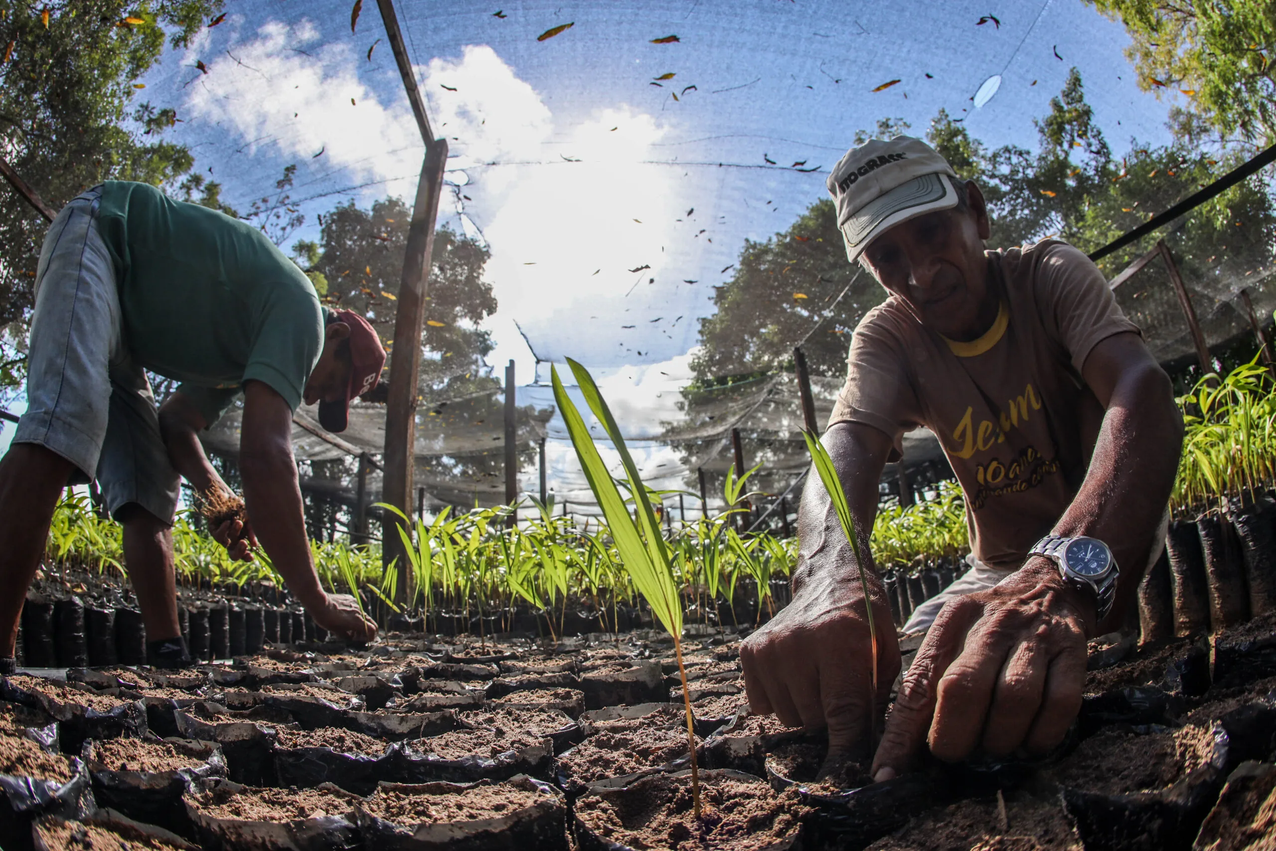 Em 2023, o estado exportou 8,2 mil toneladas de açaí, com valor de exportação de US$ 27,74 milhões de dólares, de acordo com dados da Sedap