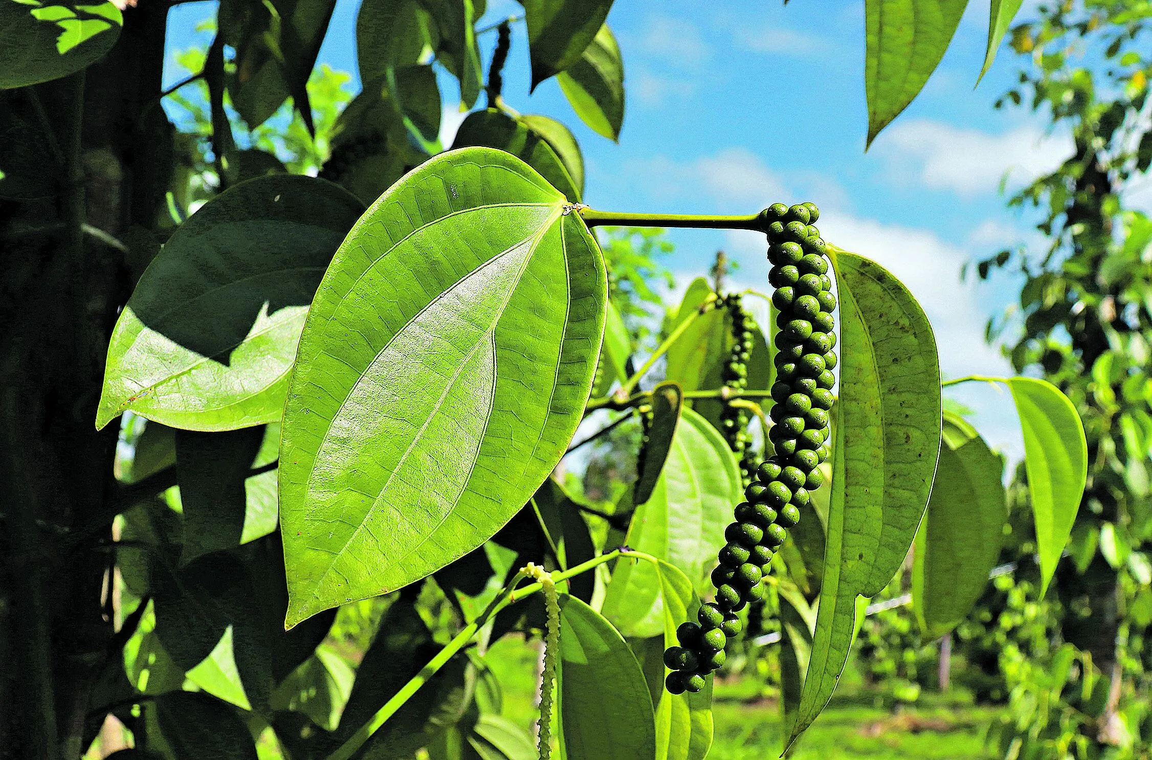 Tanto quanto as vegetações, o solo exerce papel fundamental na busca medidas que possam ajudar a combater as mudanças climáticas.