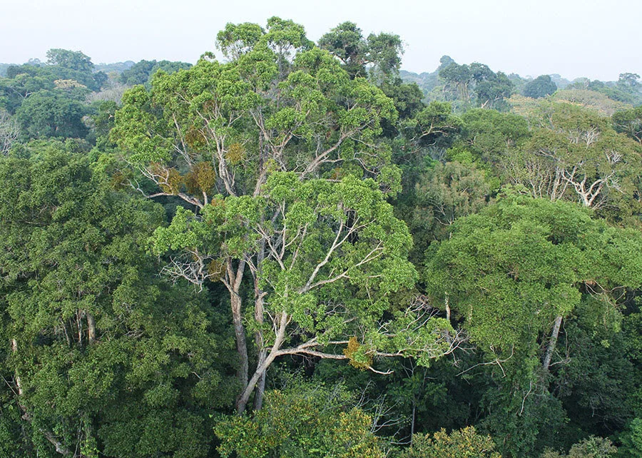 Mesmo as mais conservadas florestas tropicais em todo o mundo apresentam alterações climáticas em decorrência do aquecimento global. Foto: Alexander Lees

