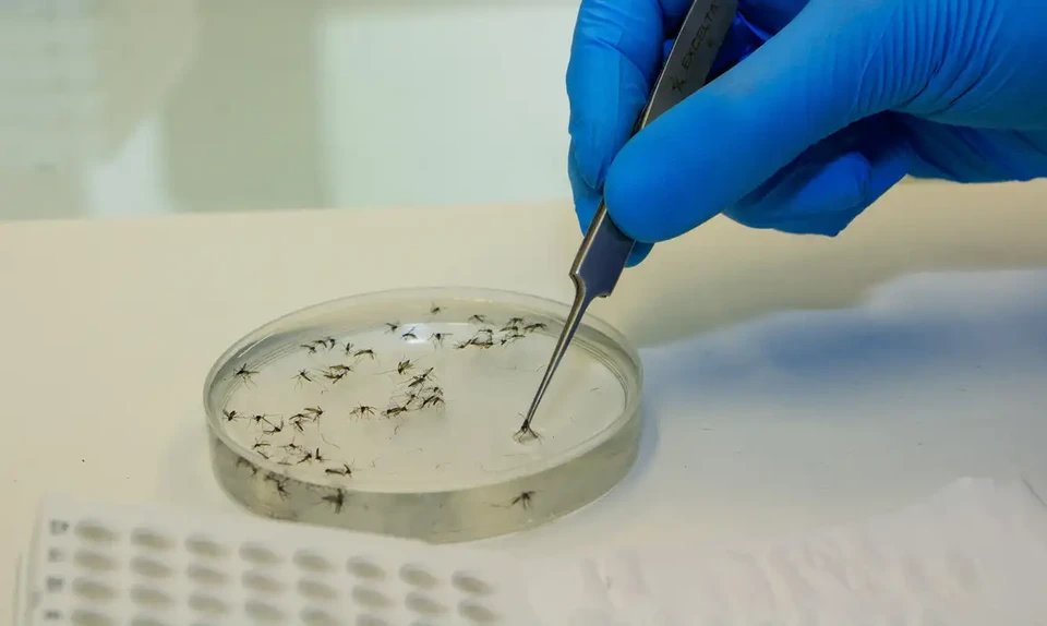 A transmissão da Febre Oropouche é feita principalmente por mosquitos.