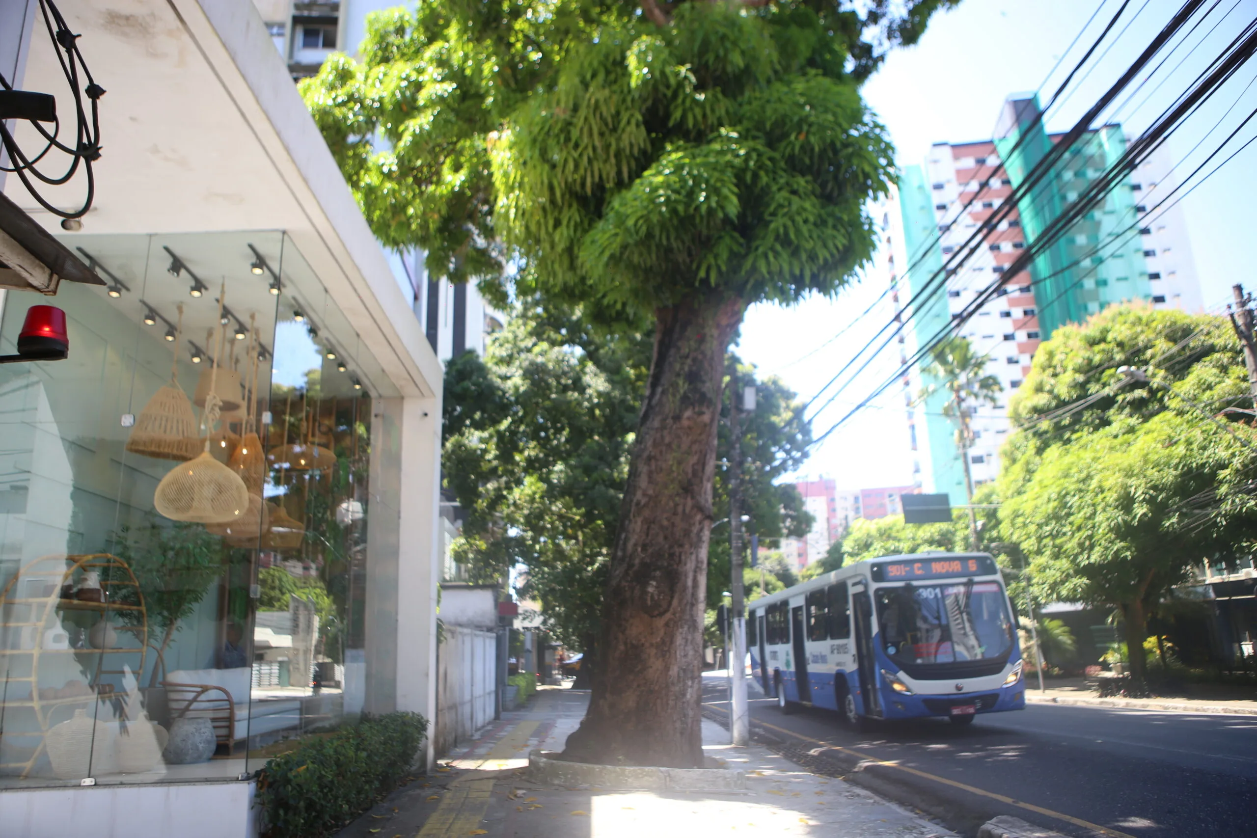 A Prefeitura de Belém vai montar uma operação especial para retirar uma mangueira de grande porte que apresenta risco de queda na avenida Governador José Malcher