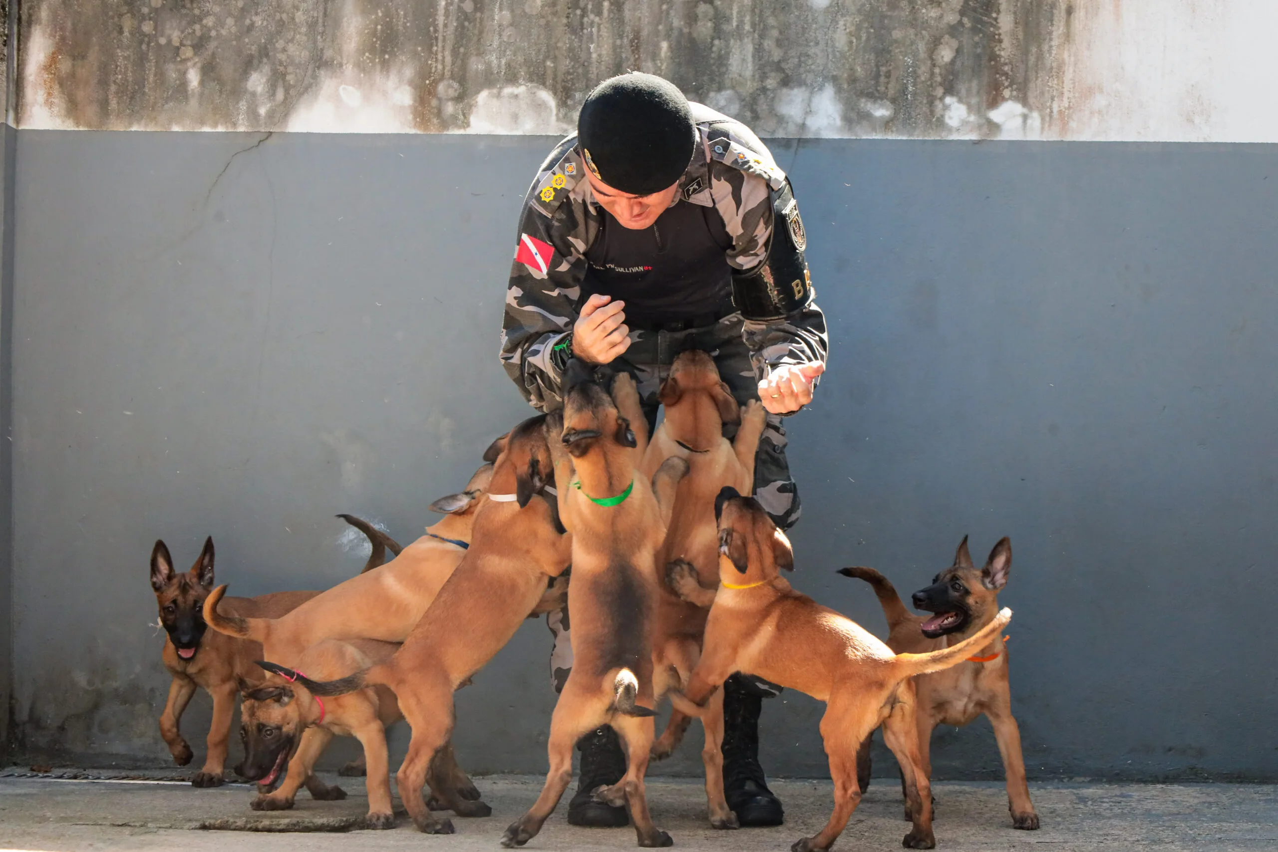 Estímulos sonoros, sensoriais e olfativos fazem parte das técnicas específicas aplicadas ao treinamento dos futuros cães policiais