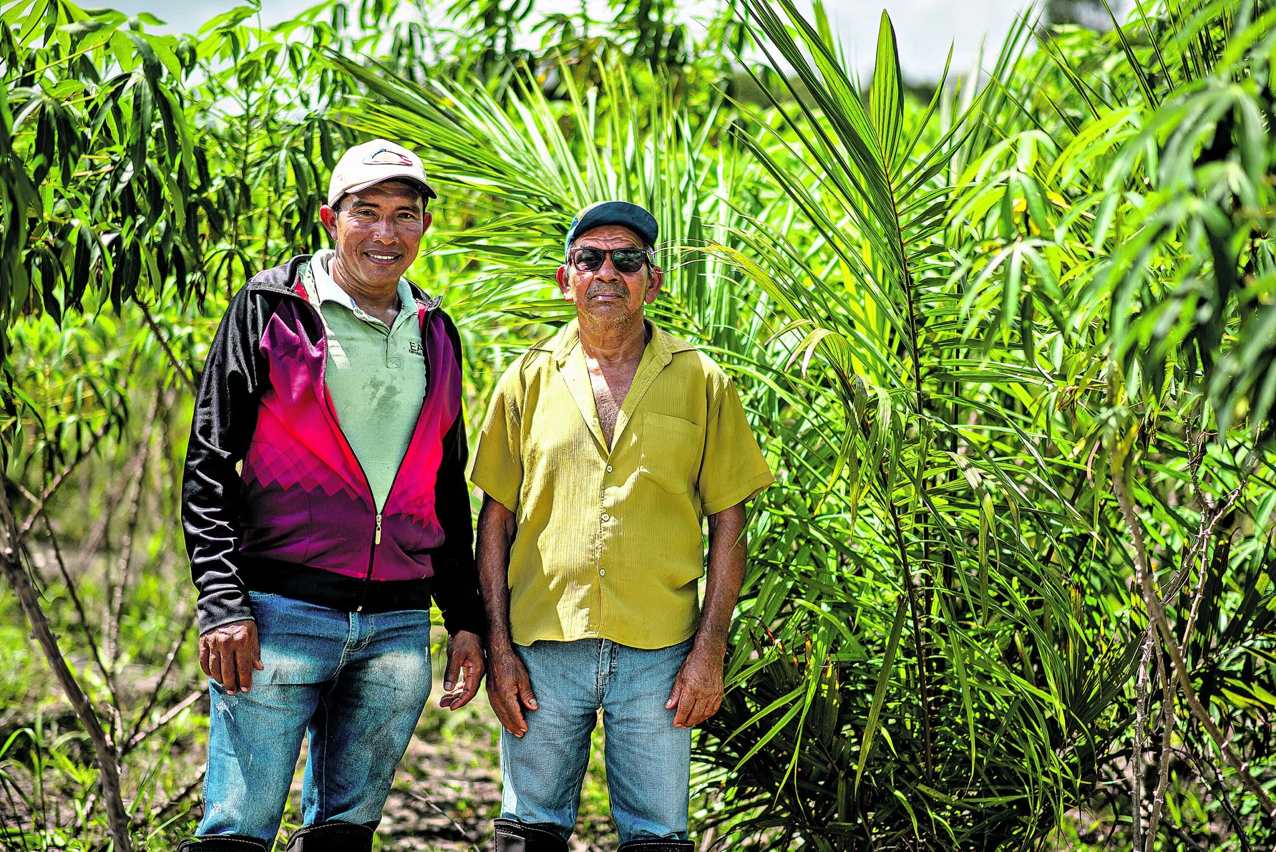 Com apoio da Agropalma, 17 agricultores familiares locais estão plantando palma em consórcio com a mandioca