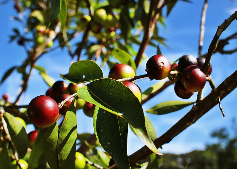 Fruto da Amazônia, rico em vitamina C, camu-camu enriquece nutricionalmente a farinha de mandioca, dá mais sabor e agrega valor.