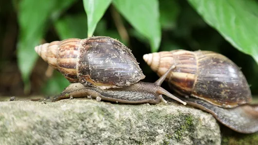 Caracol gicante africano apresenta cerca de 7 a 12 cm na fase adulta e pode colocar até 400 ovos por postura (foto: Josué Damacena)    