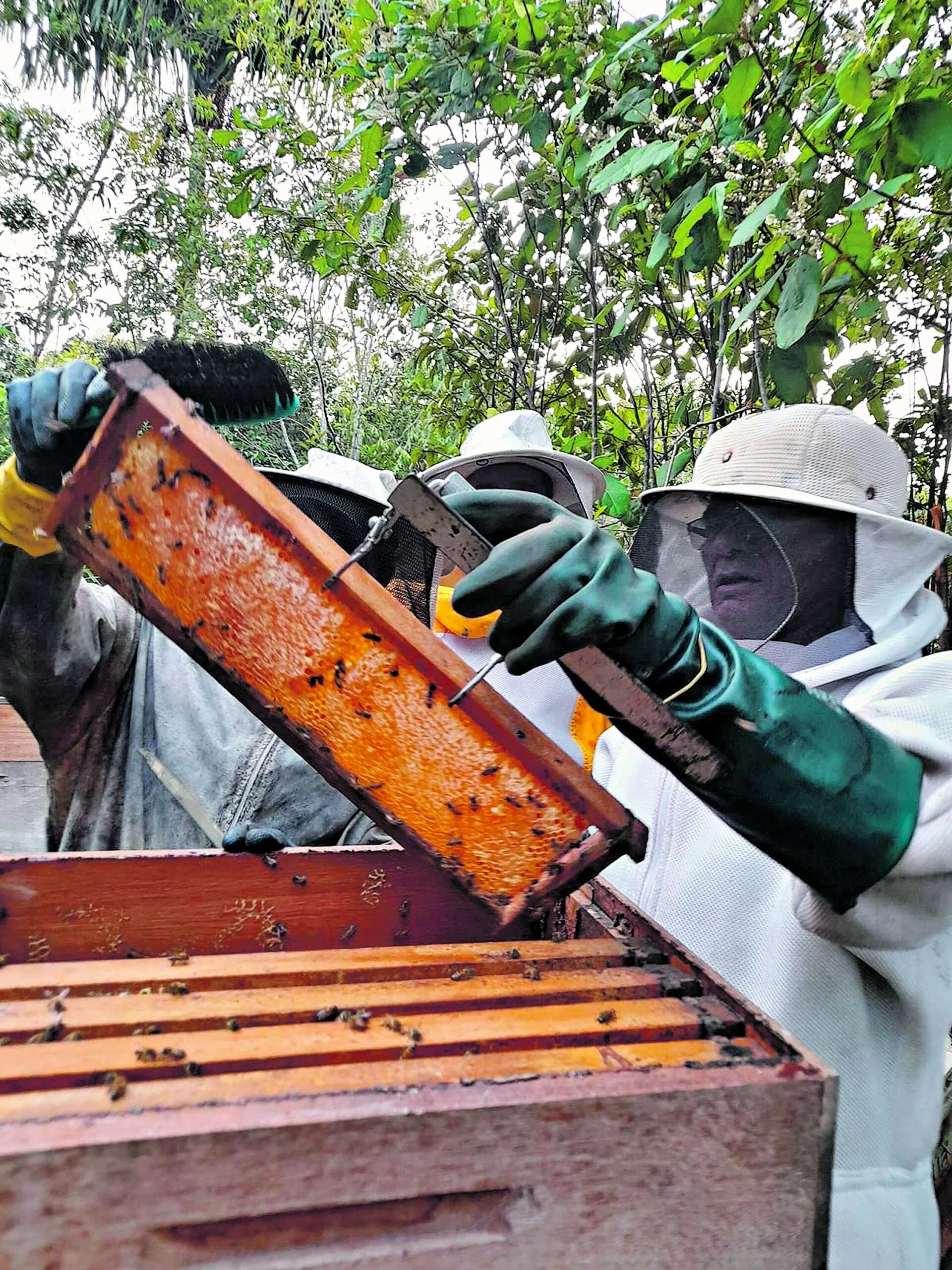 O Pará se destaca com a maior cadeia produtiva de abelhas (apicultura e meliponicultura) no Norte do Brasil, representando 65% de toda a produção da região