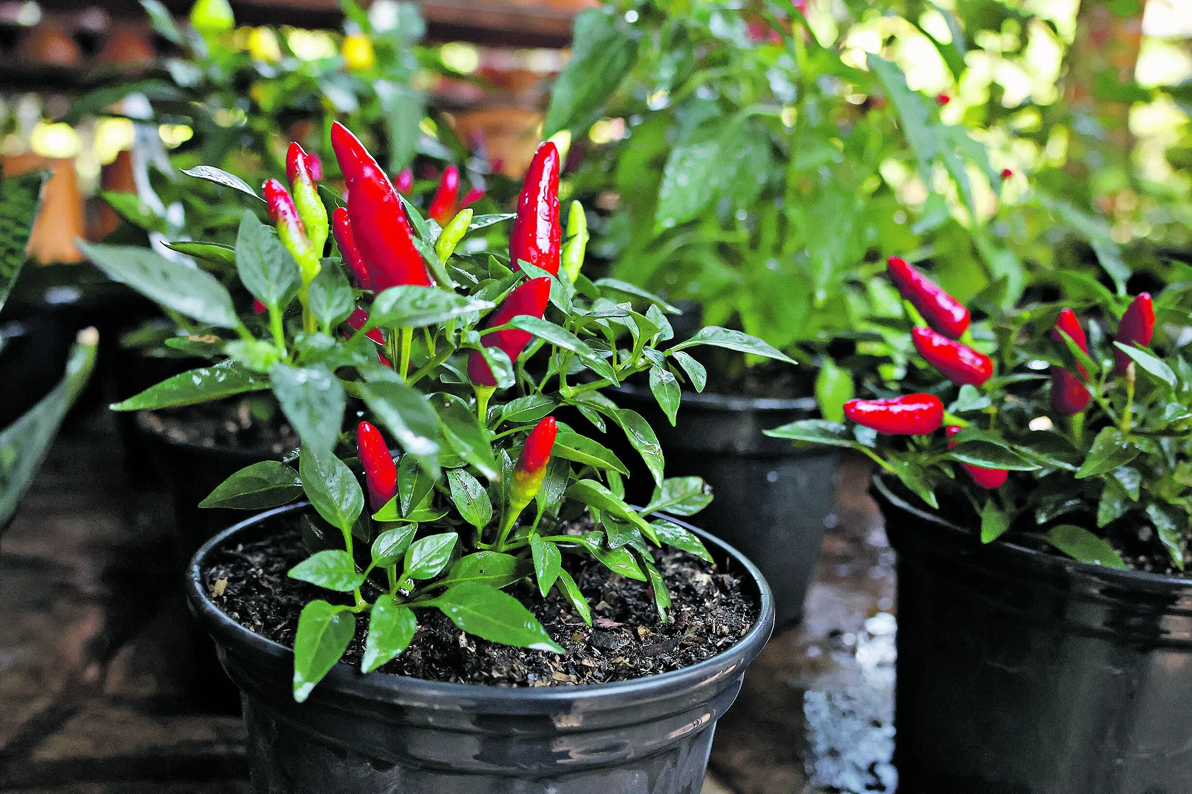 Vai curtir uma temporada de sombra e água fresca agora no verão? Tem plantas em casa e não sabe como fazer para manter o bem-estar delas? Foto: Irene Almeida/Diário do Pará.