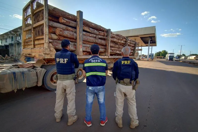 Sefa apreende 22 metros cúbicos de toras de eucalipto e material odontológico