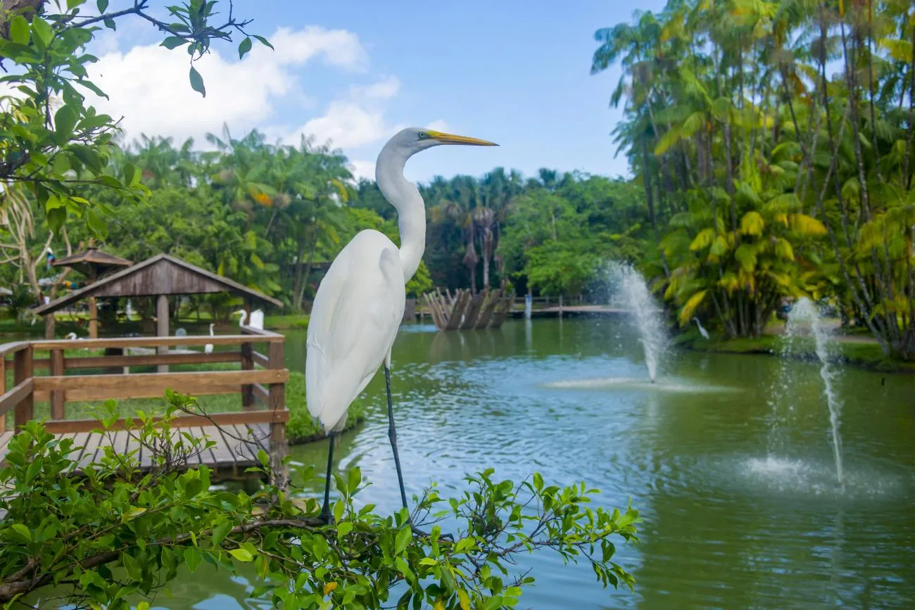 Os Parques estarão abertos gratuitamente ao público e oferecem atividades de lazer e contato com a natureza.