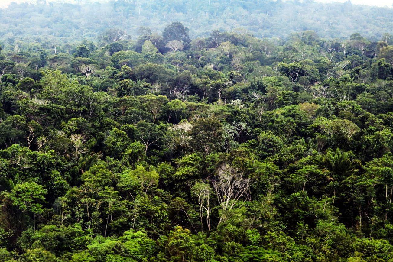 A iniciativa integra as ações do Plano de Recuperação da Vegetação Nativa, lançado na COP 28