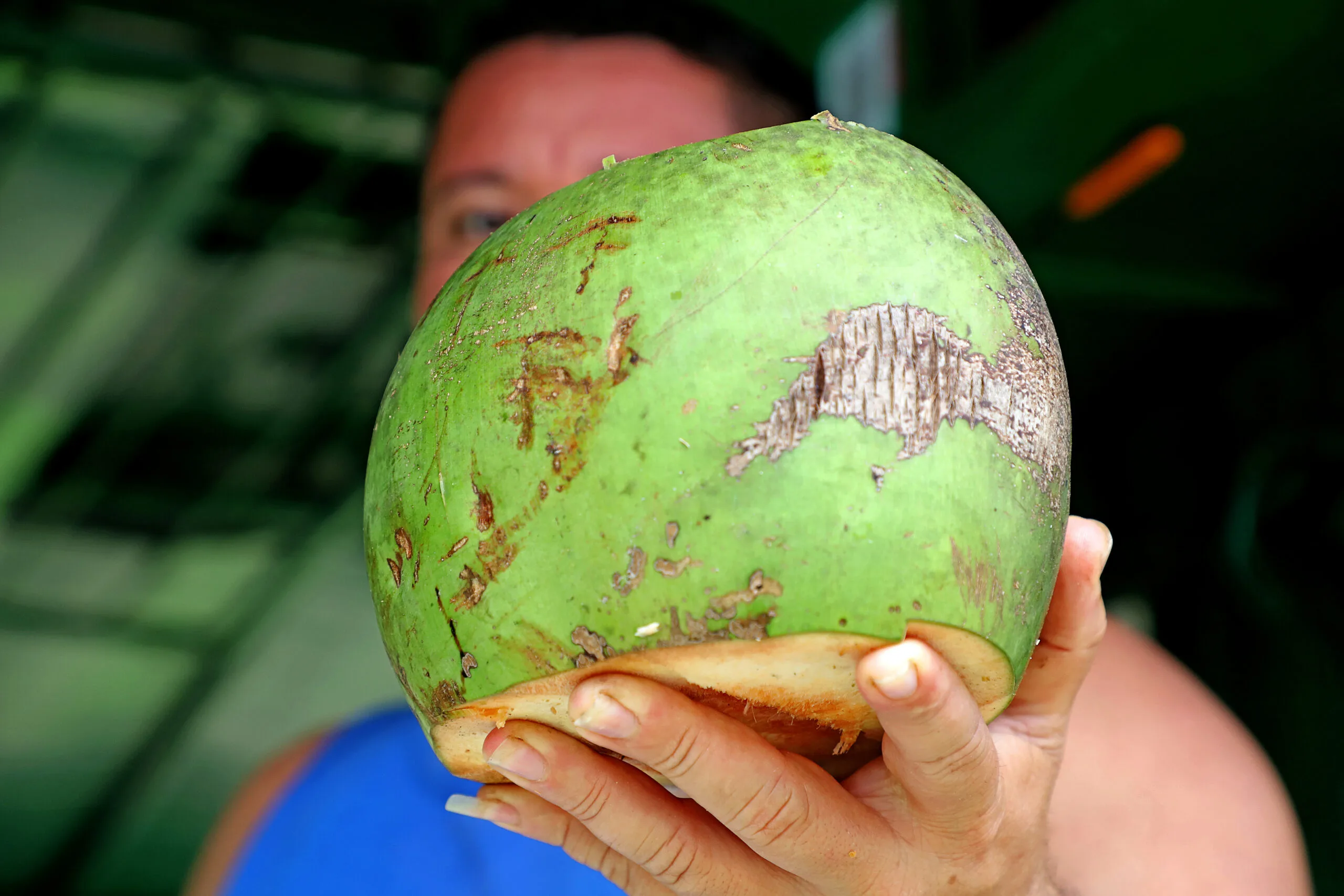 O coco verde tem 95% de água e é bastante indicado para ser consumido, sobretudo no período em que a temperatura está mais elevada, pois favorece a hidratação
FOTO: Irene Almeida