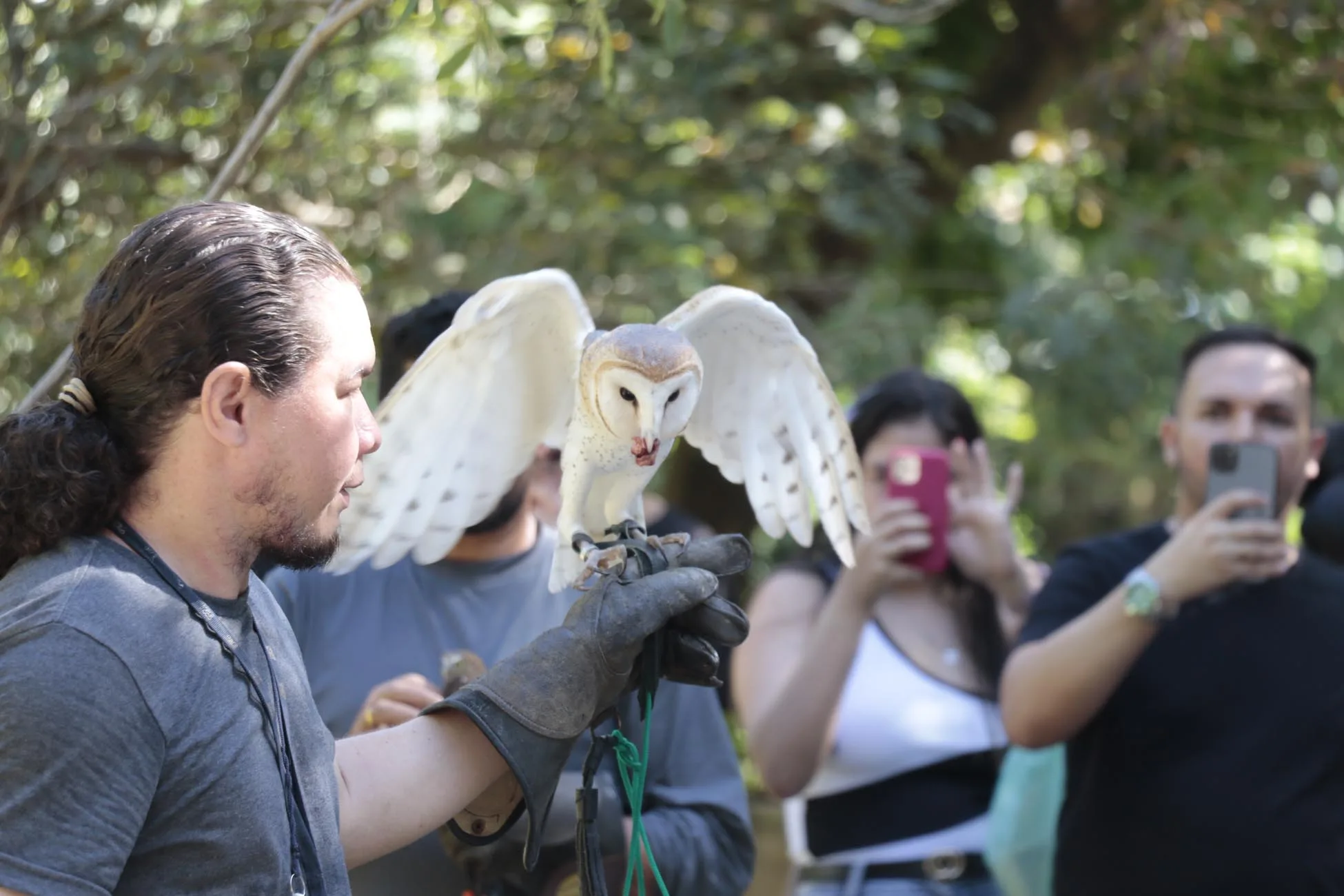 As cinco espécies de rapinantes que vivem no Parque foram apresentadas ao público: Corujinha-do-Mato, Murucututu, Corujinha Caburé e a Suindara, conhecida como Rasga Mortalha. Foto: Antonio Melo