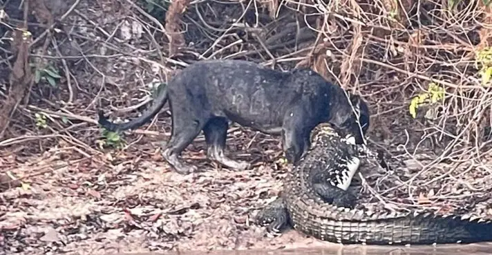 Numa cena rara, um grupo de pescadores presenciou duas onças-pretas na floresta amazônica, o que é considerado uma raridade na fauna brasileira