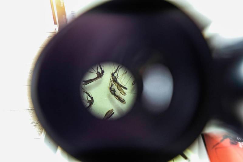 Nesta quarta-feira, 20 de agosto, é celebrado o Dia Mundial Contra os Mosquitos, uma data dedicada a reforçar a importância da prevenção e do combate ao Aedes aegypti